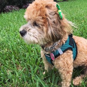 Meet your Posher, Ann